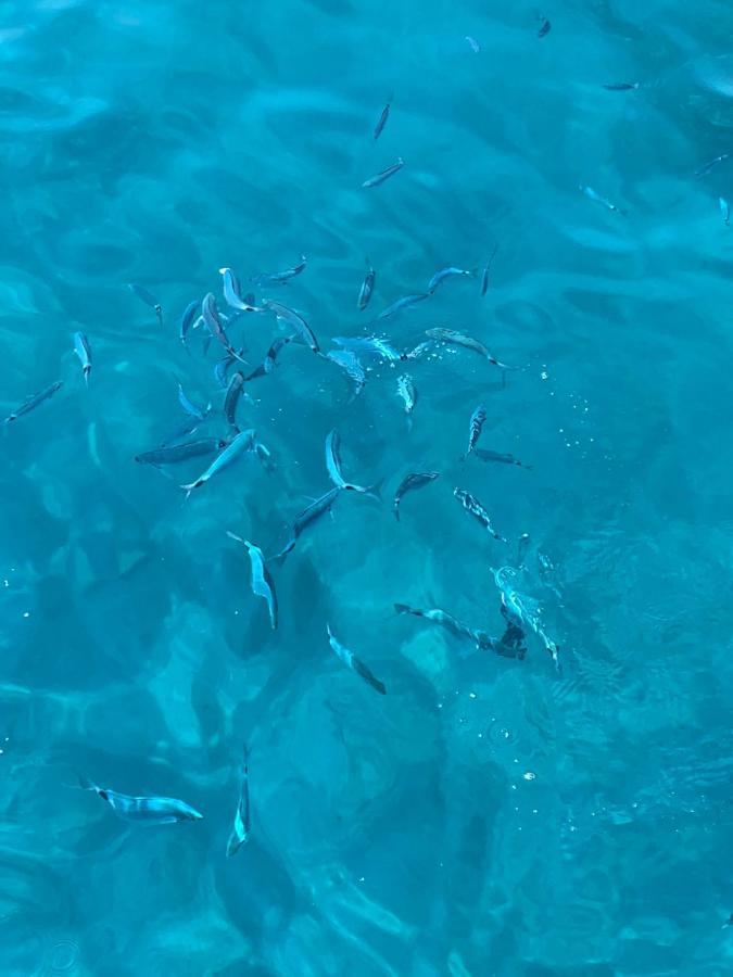 Charmant Logement Avec Piscine Saint-Feliu-d'Avall Εξωτερικό φωτογραφία